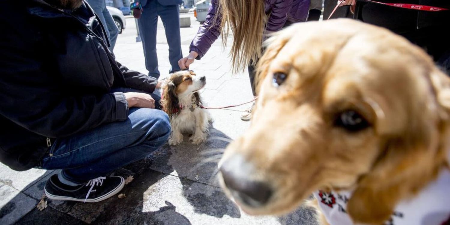 St John Ambulance Canada Therapy Dogs offers comfort after horrific van attack