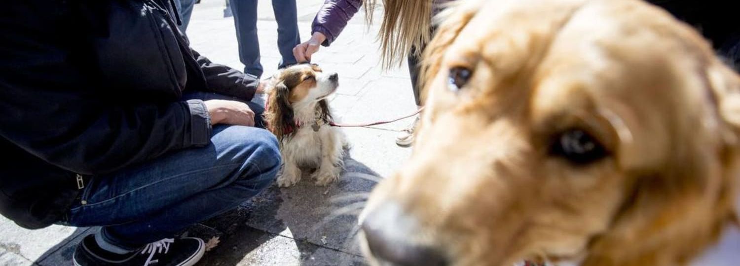 Therapy dog